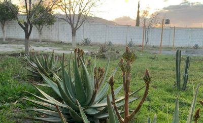 ¿Qué esperan nuestros huéspedes al visitar Parras de la Fuente con ParrasMX?