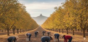 Los apaleadores de Parras: cuando la nuez cae como bendición